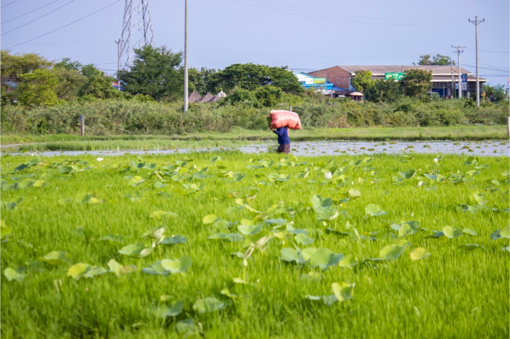 Lotus Farm