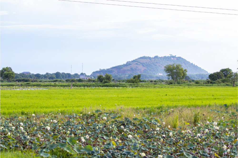 Lotus and rice field