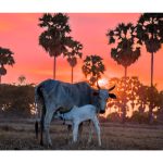 Authentic Countryside Sunset Tuk Tuk Tour with Local Dinner