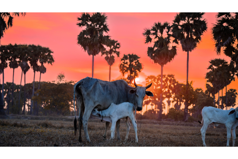 Authentic Countryside Sunset Tuk Tuk Tour